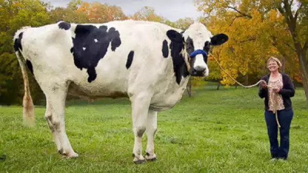 Guinness Record: See The World’s Tallest Cow [See Photo]
